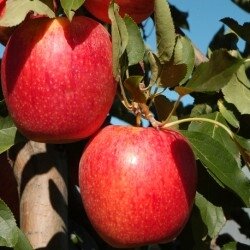 Pommes royal gala