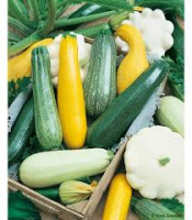 Courgettes bio et compagnie