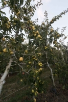 Pommes belchard-chanteclair