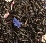Thé parfumé violette