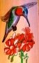Thé parfumé l'envol du colibri
