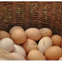 12 oeufs extras frais gros calibre