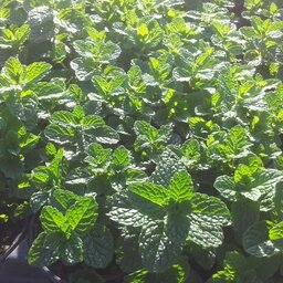 Plant de menthe verte pot 13 cm