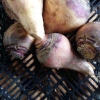 Rutabaga