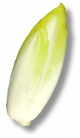 Endive