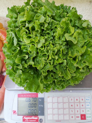 Salade batavia (certifié fr-bio-01)