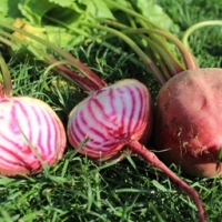 Betteraves chioggia
