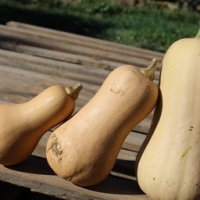 Butternut