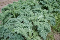 Chou kale