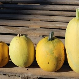 Courge spaghetti