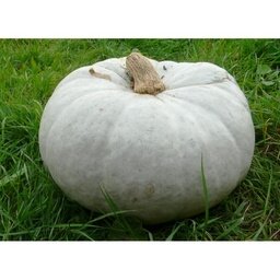 Courge bleu de hongrie