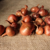 échalotes traditionnelles