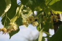 Tilia platyphyllos ht 8/10 (tilleul à grandes feuilles)