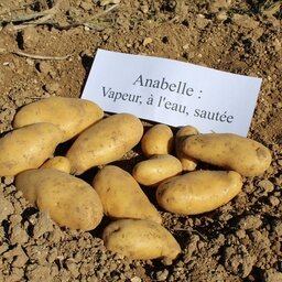 Pomme de terre annabelle