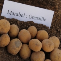Pomme de terre grenaille