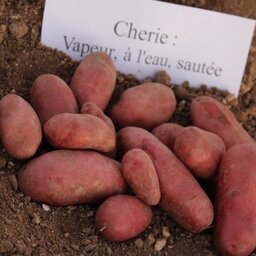 Pomme de terre chérie