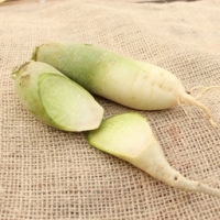 Radis asiatiques long vert