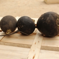 Radis ronds noirs