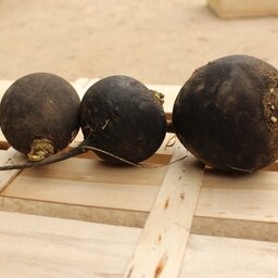 Radis ronds noirs