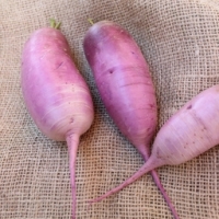 Radis asiatique violet