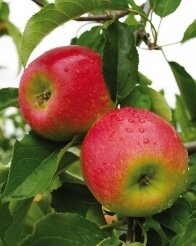 Pomme de table bio jubile