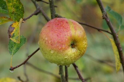 Pomme reinette d armorique