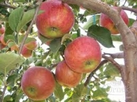 Pommes jonagored 2kg