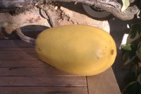 Courge spaghetti - plus d'1 kg