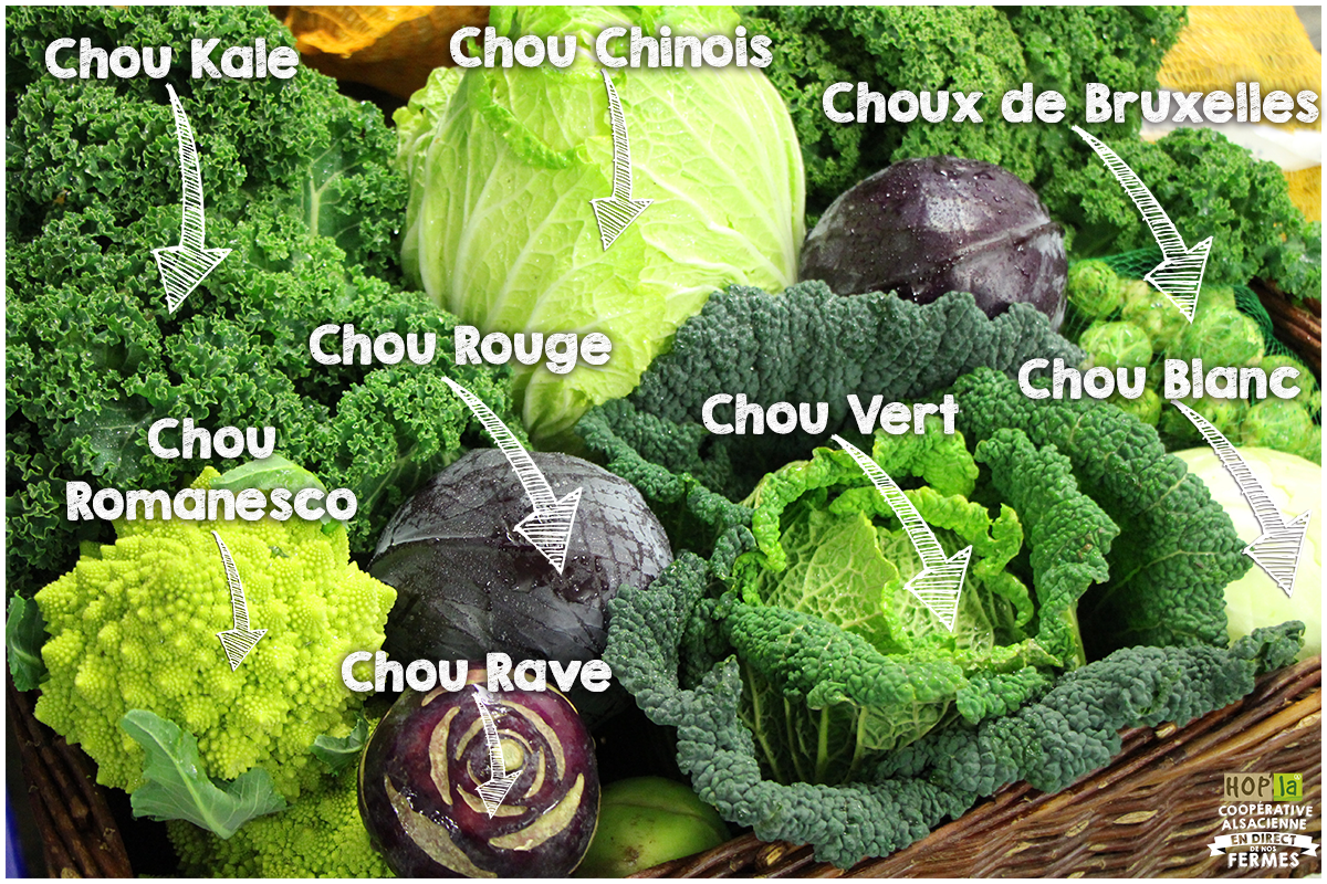 Choux магазин. Chou-Rave. Choux одежда интернет. Kale перевод