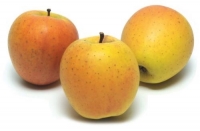 Pommes goldrush - 1 kg