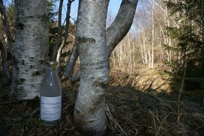 Sève de bouleau pure et fraiche
