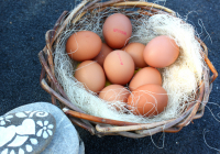 Gros œufs issus de l'agriculture biologique
