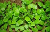 Pourpier d'hiver-300g