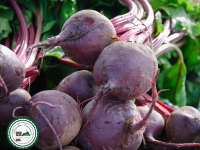 Betterave rouge crue-500g