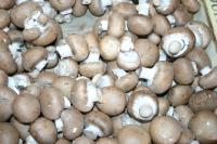 Champignons de cave blond