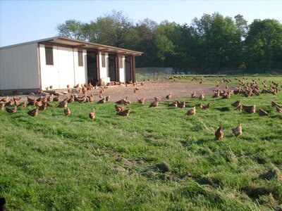 Poule de reforme