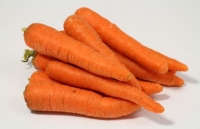 Carottes de plein champ