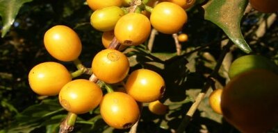 Café ' bourbon jaune du brésil'