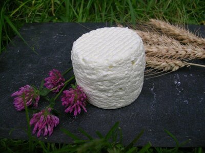 Crottins frais de brebis