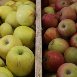 Assortiment de pommes bio