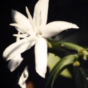 Le floral hollandais