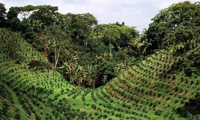Serrano supérieur de cuba