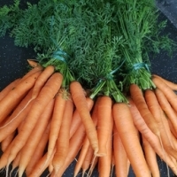 Carottes nouvelles, la botte