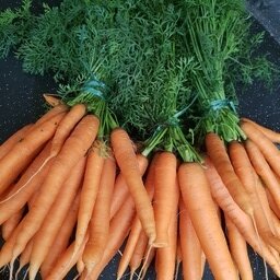 Carottes nouvelles, la botte