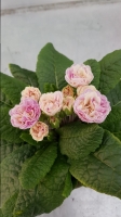 Primevère double vivace rose