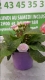 Primevère double vivace rose - image 3