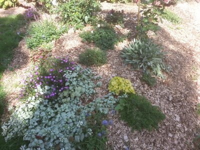 New !! palquettes bois brutes pour paillage de massifs exterieurs