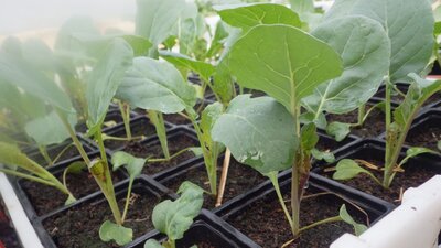 Plant chou brocolis