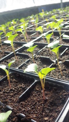 Plant chou fleur
