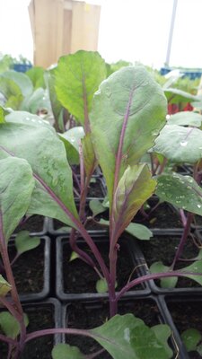 Plant chou rouge